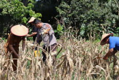 Panen 300 Kg Jagung Diserahkan ke Warga