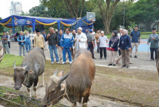 Pusri Salurkan Hewan Kurban untuk Warga Lingkungan 