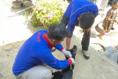 Dinas Pertanian OKU Vaksin 1.000 Ekor Hewan Rabies