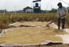 Kemarau Panjang, Petani Terancam Gagal Panen Pompa Air Belum Berfungsi