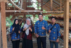 BumDes Karang Dapo Kembangkan Ayam Petelur, Dinas PMD OKU Dorong Jadi Penggerak Ekonomi Desa
