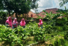 Program Niat Mila PHR Zona 4 Berhasil Dorong KWT Bougenville Sulap Lahan Kosong dan Produksi 18 Produk Unggula