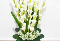 Bunga Sedap Malam, Harum di Kala Senja Dipercaya Bawa Keharmonisan dan Ketentraman Rumah