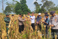Panen Jagung di Desa Jud I Dukung Ketahanan Pangan Nasional