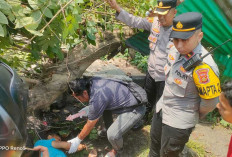 Pohon Tumbang di Jalan Kapten A Rivai Palembang Timpa Pengendara Motor, Satu Korban Meninggal di Lokasi