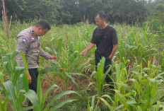 Sulap Lahan Tidur Sebagai Sumber Penghasilan