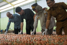 Balai Karantina Sumsel Gandeng DKPP, Dampingi Peternak Telur Ayam Konsumsi Tembus Pasar Ekspor