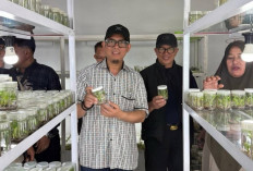 Pemkab OKU Kembangkan Tanaman Unggul Melalui Teknologi Kultur Jaringan