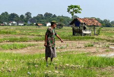 132 Hektar Sawah  Kekeringan, Ratusan Petani Terdampak