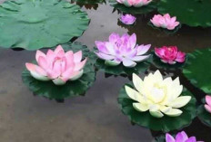 Bunga Teratai, Simbol Kesucian dan Kesejahteraan dalam Budaya Tiongkok dan Primbon Jawa