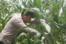 Jagung Tumbuh Subur, Ketahanan Pangan Nasional Menguat 