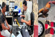 Polres OKU Timur Ungkap Kasus Perjudian Sabung Ayam, Satu Orang Tersangka Diamankan