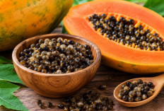 Jangan Langsung Dibuang, Biji Pepaya Ternyata Punya Segudang Potensi Manfaat bagi Tubuh