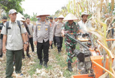 Panen Raya Jagung Serentak, Polri Perkuat Swasembada Pangan hingga Daerah