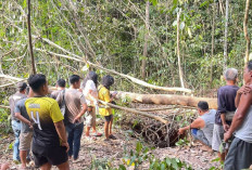 Warga Temukan Tengkorak dan Tulang Belulang Manusia di Semak Belukar Bayung Lencir