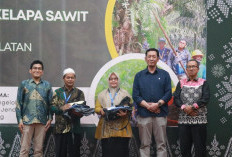 Memutus Rantai Bibit Ilegal, Cara Petani Sawit Muara Enim Kejar Target Panen