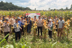 Polsek Gelumbang Panen 4 Ton Jagung Pipil