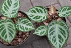 Kuping Gajah, Tanaman Hias Pembawa Keberuntungan yang Kian Digemari