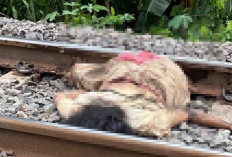 Seorang Warga Prabumulih Tewas Mengenaskan di Prabujaya, Diduga Disambar Kereta Api Babaranjang