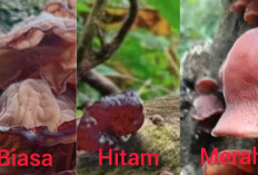 Mengenal Tiga Jenis Jamur Kuping yang Banyak Dijumpai dan Aman Dikonsumsi