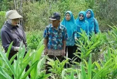 Berpotensi Dongkrak Pendapatan, Reni Ajak Warga Budidayakan Lengkuas