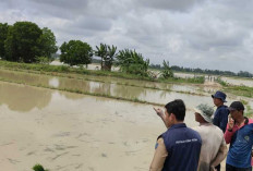 Kelompok Tani Terancam Merugi, 1321 Hektare Sawah Tadah Hujan di Lempuing OKI Terendam Banjir