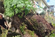 BPBD OKU Evakuasi Pohon Tumbang di Jembatan Ogan