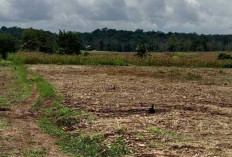 Petani di OKU Kesulitan Dapat Pupuk Bersubsidi