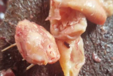 Umpan Alami Murah Meriah, Brutu Ayam dan Usus Ayam Incaran Patin Liar