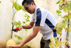 Rutan Baturaja Sulap Tembok Penjara Jadi Kebun Melon