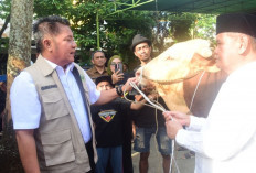 Herman Deru Salurkan Sapi Kurban 1,3 Ton untuk Masjid Agung Palembang