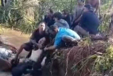 Mobil Travel Terjun Bebas ke Sungai Jernih di Jalan Lintas PALI–Mura, Dua Orang Tewas