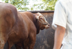 Sapi 1,1 Ton Milik Peternak OKI Jadi Pilihan Kurban Presiden Prabowo