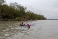 Bikin Heboh! Nelayan di Perairan Sungai Somor OKI Temukan Ikan Paus Terdampar
