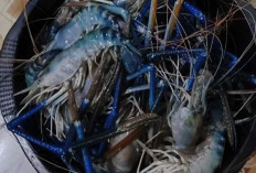 Jangan Boncos, Pilih Umpan yang disukai Udang