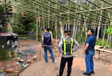 Polres OKU Bongkar Arena Judi Sabung Ayam di Desa Banuayu