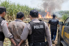 Terduga Pembakar Lahan Tebu PTPN VII Cinta Manis Dilepas, Polisi Masih Kumpulkan Alat Bukti