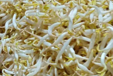 Toge Baik Dikonsumsi, Ini Manfaat Kesehatan yang Perlu Diketahui