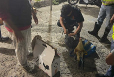 Arena Sabung Ayam di Talang Balai Lama Dibubarkan, Polisi Amankan Tiga Ekor Ayam