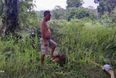 Dampak PP SDA, Petani Sawit Menjerit