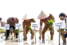 Gertam di Ogan Ilir, Bupati Panca Ajak Petani Percepat Tanam Hadapi Ancaman El Nino