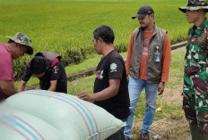 Bulog OKU Bentuk Dua Tim Jemput Gabah Petani