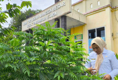 Inovasi Kebun “Tinggal Petik” di Mangga Besar Prabumulih, Solusi Cerdas di Tengah Keterbatasan Lahan