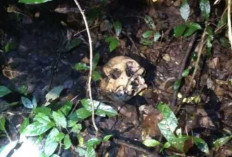 Warga Rantau Panjang Geger, Tengkorak Manusia Ditemukan di Hutan Belukar Perkebunan