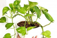 Sirih Gading, Tanaman Hias Cantik yang Mudah Ditanam di Media Air