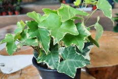 English Ivy, Tanaman Hias Cantik yang Bisa Tumbuh di Air Berbulan-bulan