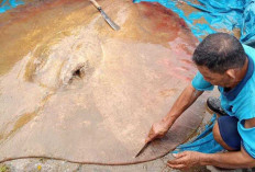 Warga Muratara Heboh, Ikan Pare Ditemukan di Sungai Rupit