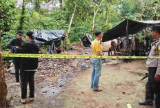 Sesosok Mayat Pria ditemukan di Kebun Karet, Ditubuhnya Banyak Luka Bacokan