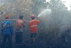 Karhutla Hanguskan Setengah Hektare Lahan di Talang Taling