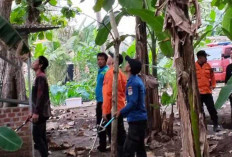 Heboh Kemunculan Ular Kobra di Dekat Pemakaman Watervang, Damkar Lubuklinggau Lakukan Penyisiran